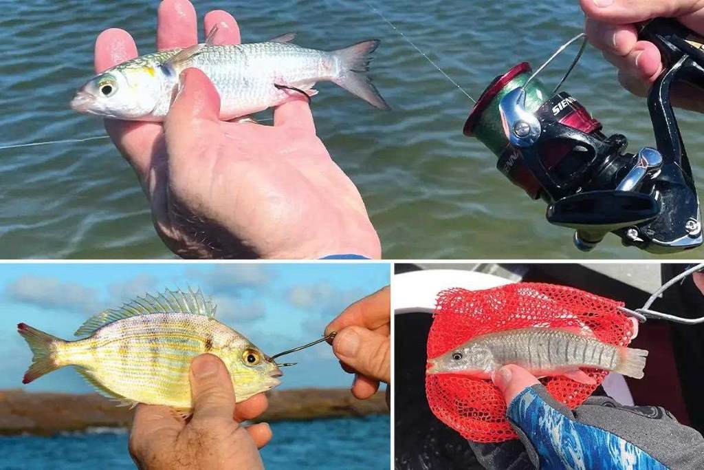 Effective Fishing Methods Using Minnow Bait