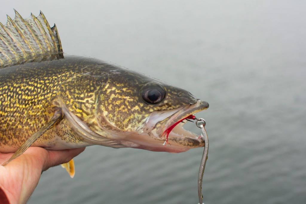 Close-up of top-rated fishing jigs trusted by Canadian anglers for catching a variety of fish
