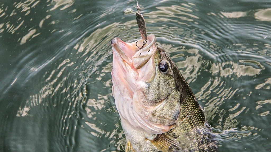 Close-up of fishing spoons in water illustrating casting vs jigging performance in Canadian lakes