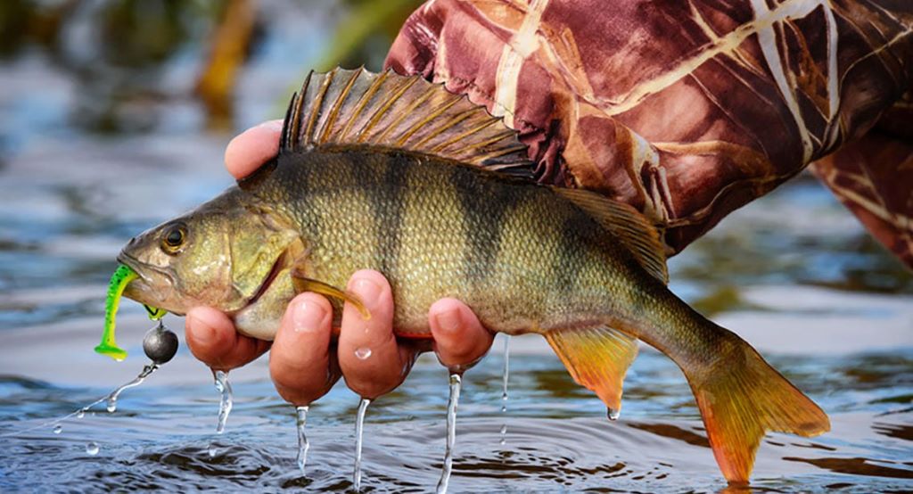 Angler comparing casting and jigging techniques with fishing spoons on a Canadian lake