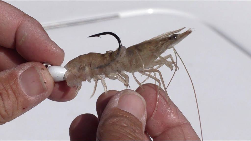 How to Hook Shrimp Bait Like a Pro